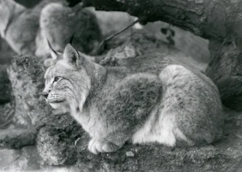 岩の上に座っている北リンクス、ロンドン動物園、1925年10月