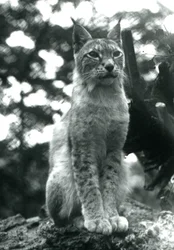 1925年7月、ロンドン動物園に座っている北リンクス