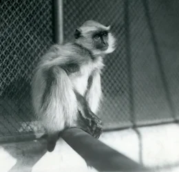 1928年、ロンドン動物園の囲いの中で止まり木に座るノーザン・プレインズ・グレイ・ラングール（モノクロ写真