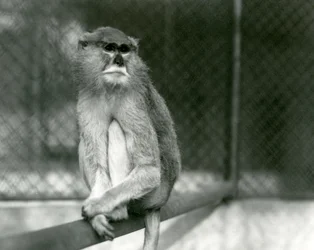 1928年、ロンドン動物園で枝に座るパタス/ワディ/ヒューザー・モンキー（モノクロ写真