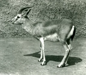 1925年6月にロンドン動物園で行われたペルシャガゼル