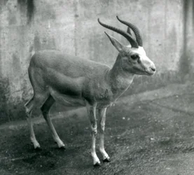 1927年8月、ロンドン動物園でのペルシャ、イタチ、または黒尾ガゼル