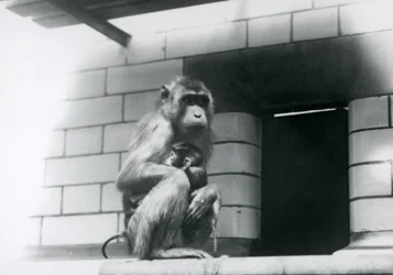 1928年、ロンドン動物園の飼育舎内のタイル張りの縁に座り、子を抱くブタオザル