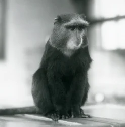 ベンチに座るプルートモンキー（ブルーモンキー）（ロンドン動物園
