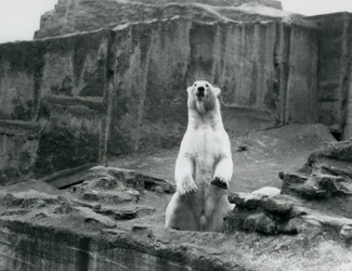 1928年9月、ロンドン動物園のマッピン段丘の麓にある囲いの中で腰を上げるホッキョクグマ（モノクロ写真）。