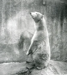 1929年、ロンドン動物園で正座するホッキョクグマ（モノクロ写真
