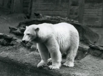1928年9月、ロンドン動物園のマッピン段丘の麓にある囲いの端に立つホッキョクグマ（モノクロ写真）。