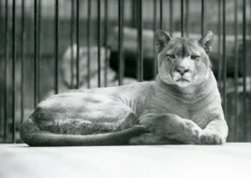 1925年6月にロンドン動物園の囲いに横たわっているPumaCougarMountainライオン