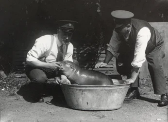1928年8月、ZSLロンドン動物園でひと泳ぎしたピグミーカバ