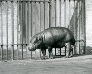 1927年のロンドン動物園でのピグミーカバ