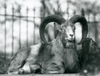 1925年にロンドン動物園に座っている雄羊