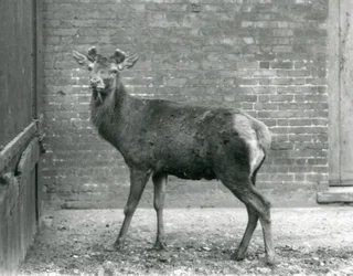 角が伸び始めたアカシカの雄、ロンドン動物園、1928年8月
