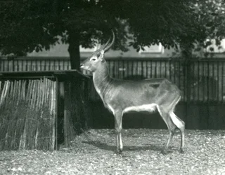 1924年7月、ロンドン動物園での赤いLechwe
