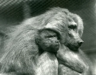 1924年7月、ロンドン動物園で幼い子供を連れた聖なるヒヒ