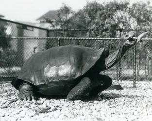 棒に付けたバナナを与えられる鞍甲型のガラパゴスゾウガメ