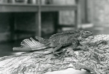 1928年、ロンドン動物園の丸太の上で休む、尾を傷めたホカケトカゲ