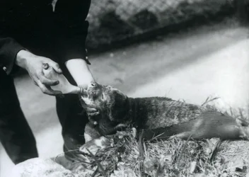 1925年8月、飼育係のロンドン動物園にボトル給餌されているアザラシの子犬