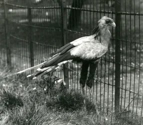 1923年9月、ロンドン動物園の秘書の鳥