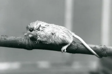 1927年にロンドン動物園の枝に沿って登るショーズジャード。