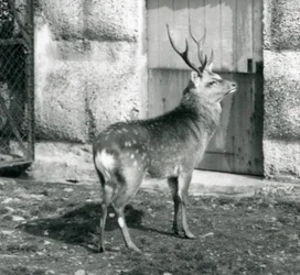 1927年8月にロンドン動物園で彼の囲いに立っているSikaJapaneseSpotted Stag