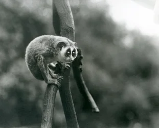 枝の上から見下ろす細身のロリス、ロンドン動物園、1926年8月