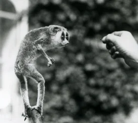 1926年8月にロンドンズーで飼育されているミミズの餌を与えられた飼育員の手を見て、枝に直立した細身のロリス