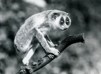 枝の上を歩く細いロリス、ロンドン動物園、1926年8月