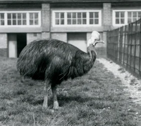 1925年6月、ロンドン動物園のヒクイドリ