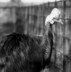 1925年6月、ロンドン動物園のヒクイドリ