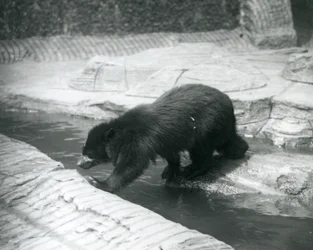 スペクタクルまたはアンデスのクマが1925年7月にロンドン動物園の囲い内で小川を横切ります