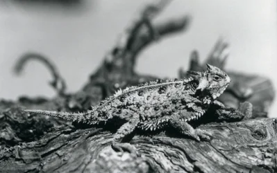 1928年9月、ロンドン動物園の丸太の上で休んでいるテキサスツノトカゲ/HornedToad/Horny Toad(モノクロ写真)