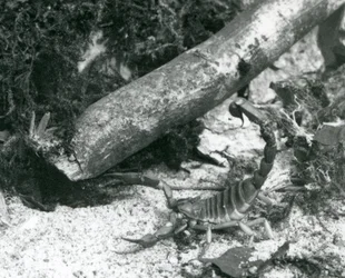 1928年、ロンドン動物園のテキサススコーピオン（モノクロ写真