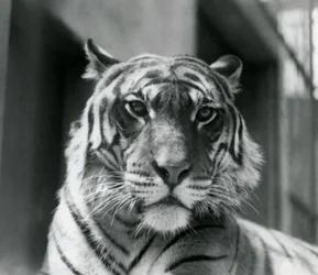 1924年7月、ロンドン動物園のトラ