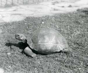 1926年、ロンドン動物園の草の上に立つカメ（モノクロ写真
