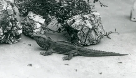 1927年にロンドン動物園のトゥアタラ