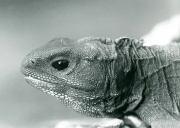 1928年、ロンドン動物園のムカシトカゲ
