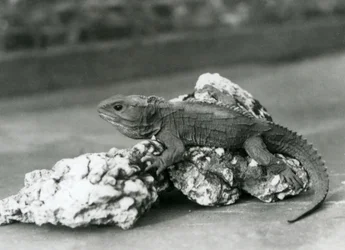 1929年、ロンドン動物園で岩の上に横たわるムカシトカゲ
