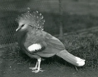 1927年9月にロンドン動物園の地面に立っているビクトリアクラウンピジョン