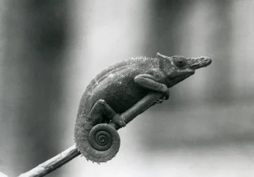 西ウサンバラ2角カメレオン、ロンドン動物園、1927