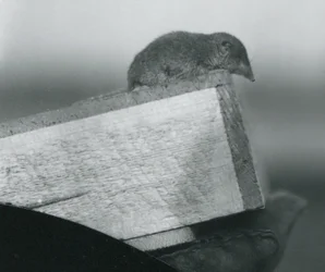 飼育員の手袋をはめた手で保持されている木製の箱の端を見下ろしている白い歯のハシバミ、1917年4月、ロンドン動物園