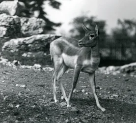 1924年にロンドン動物園でメスのブラックバック