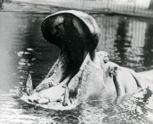 1900年頃のロンドン動物園のプールでぽっかりと開いた女性カバ「ガイフォークス」。1872年11月5日に「ガイフォークス」が母親「アドヘラ」に生まれた。