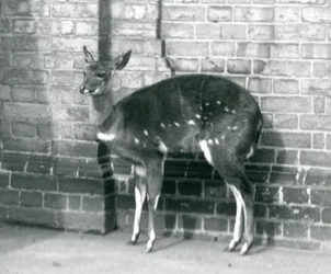 1927年10月6日、ロンドン動物園の壁に立っている女性のインババラケープブッシュバック