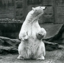 1928年9月にロンドン動物園のMappinテラスでおしりの上に座っている女性のホッキョクグマ