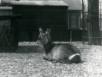 1924年6月、ロンドン動物園のエンクロージャーに座っている女性のウォーターバック、コブスエリプシプリムス
