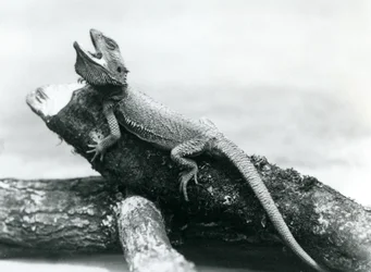 丸太につかまっている隙間だらけのベアード・ドラゴン、ロンドン動物園、1928年8月（モノクロ写真
