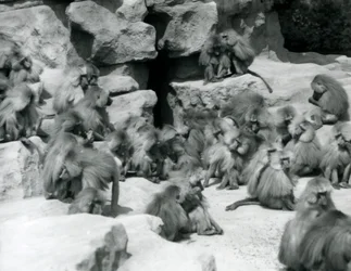 1925年7月、ロンドン動物園の囲いの岩の上に座っている神聖なヒヒのグループまたは部隊
