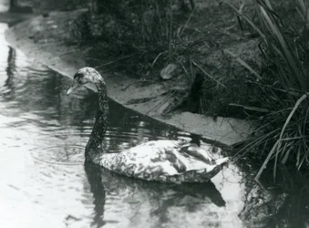 1927年、ロンドン動物園の池を泳ぐ交雑種の白鳥、コブハクチョウ x コクチョウ