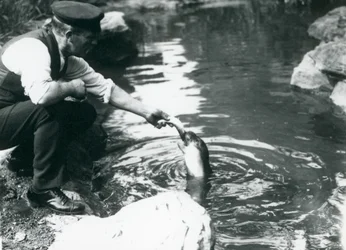 1914年6月、ロンドン動物園のプールで若いフード付きアザラシに魚を餌として飼っている飼育係