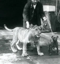 犬と若いライオンを散歩させる飼育員（ロンドン動物園、1925年8月）（モノクロ写真